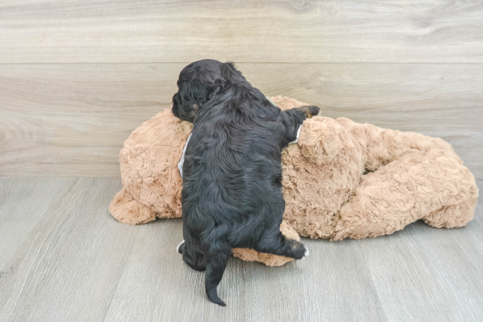 Cavapoo Puppy for Adoption