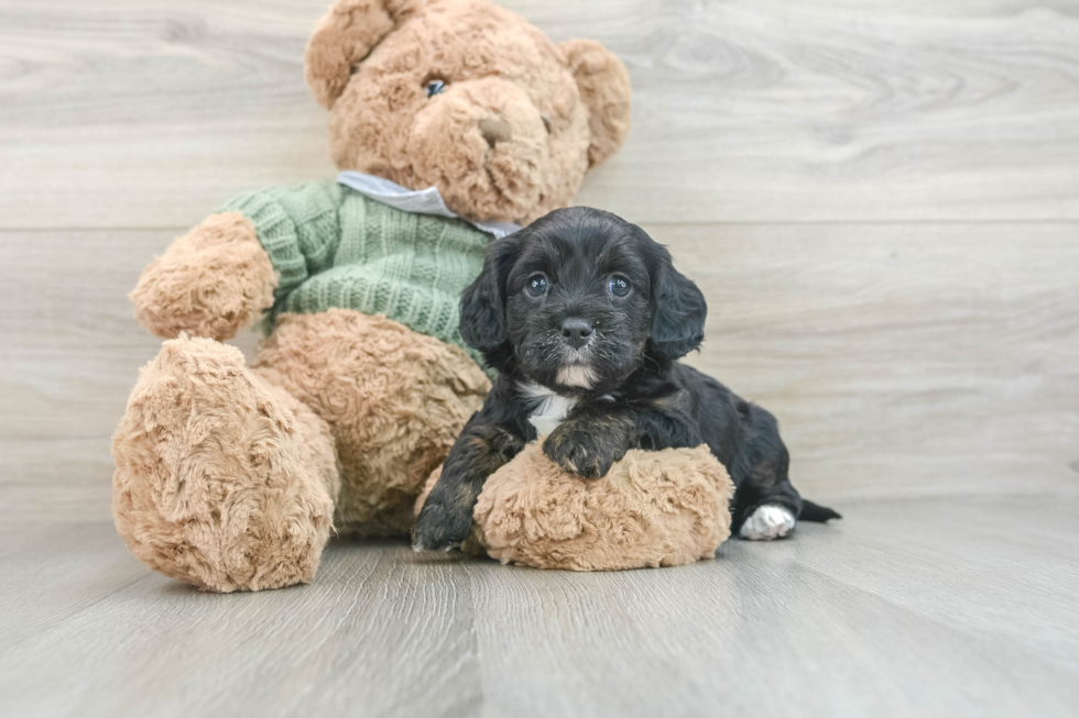 Cavapoo Pup Being Cute