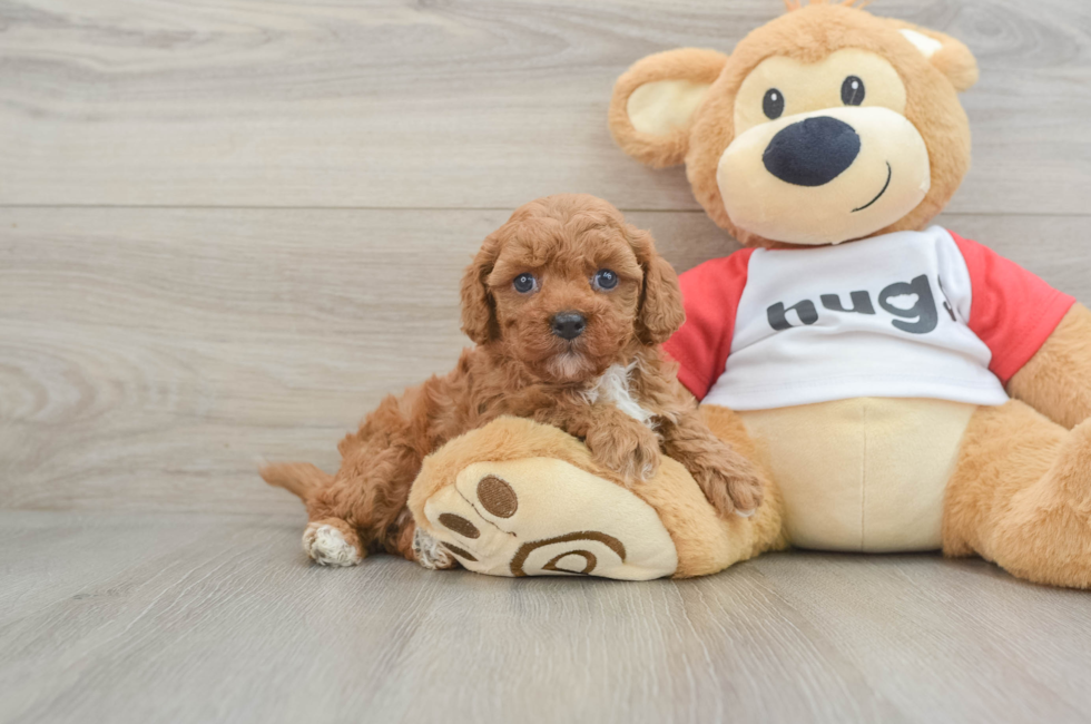 6 week old Cavapoo Puppy For Sale - Premier Pups