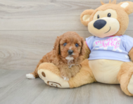 8 week old Cavapoo Puppy For Sale - Premier Pups