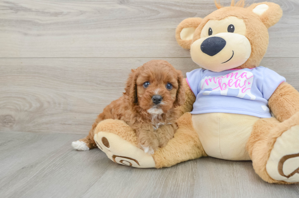 6 week old Cavapoo Puppy For Sale - Premier Pups