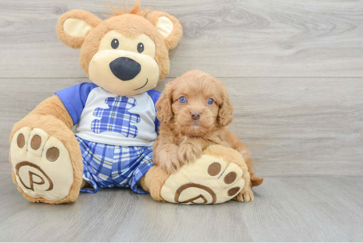 Best Cavapoo Baby