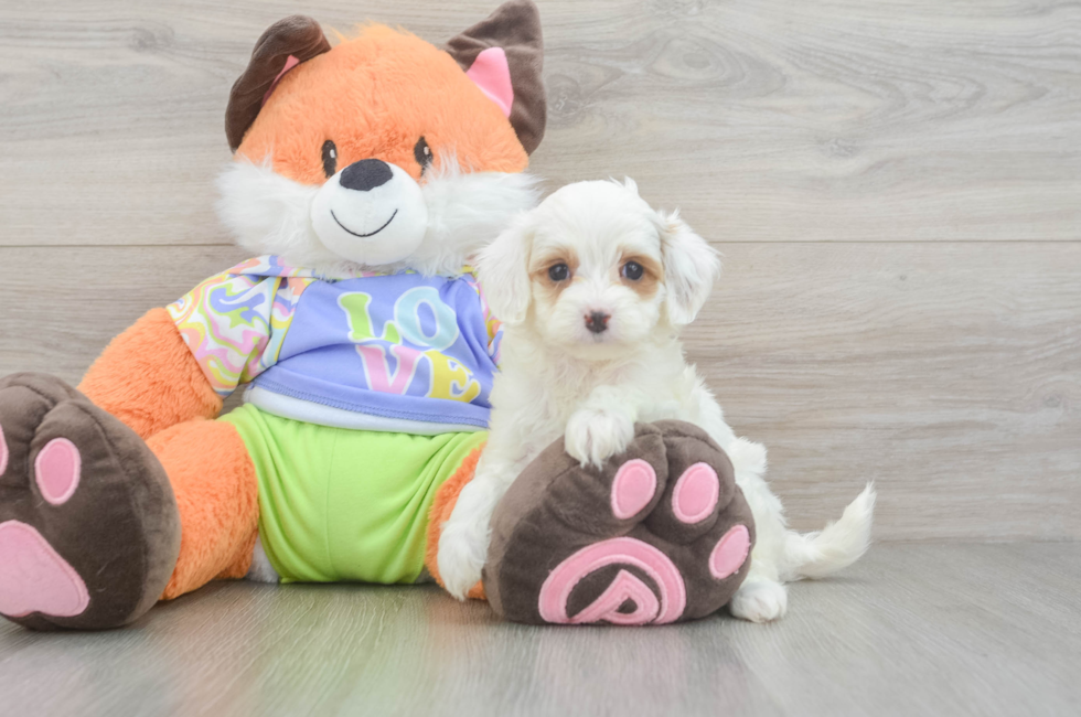 5 week old Cavapoo Puppy For Sale - Premier Pups
