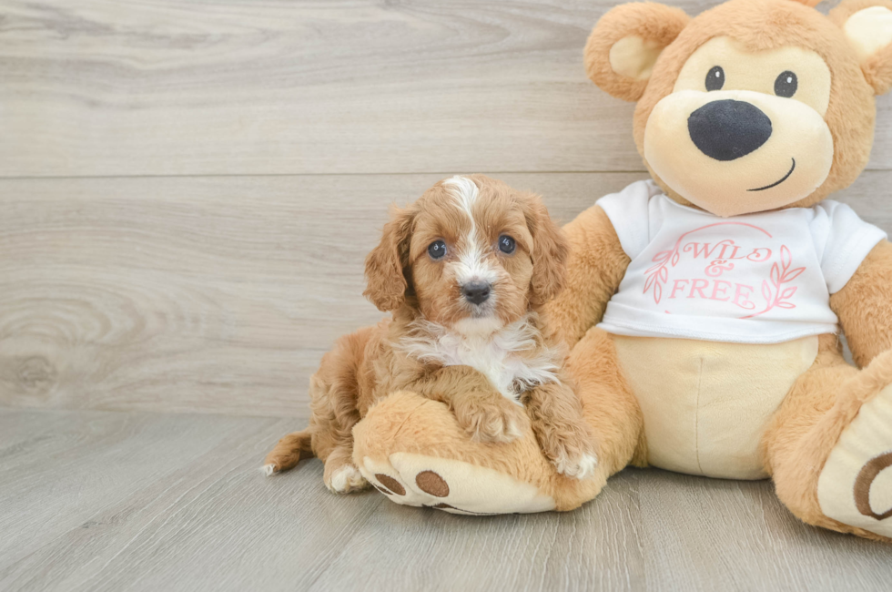 5 week old Cavapoo Puppy For Sale - Premier Pups
