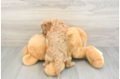 Cavapoo Pup Being Cute