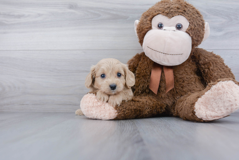 Energetic Cavoodle Poodle Mix Puppy