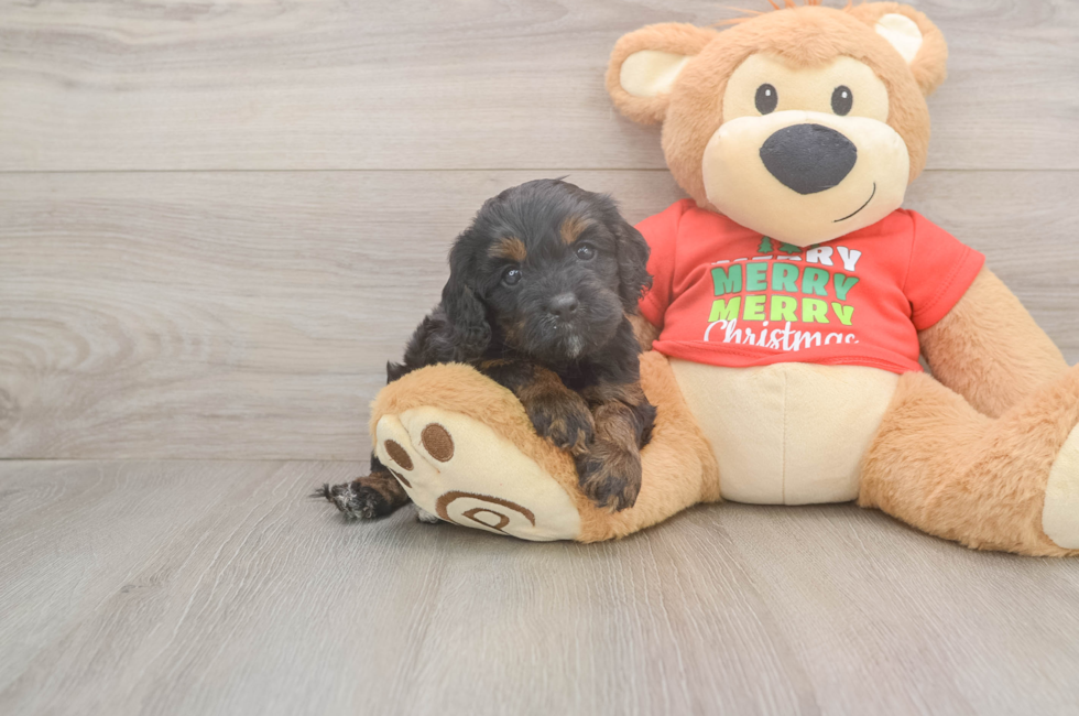 5 week old Cavapoo Puppy For Sale - Premier Pups