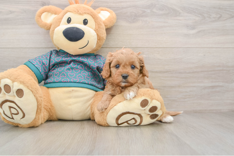 Fluffy Cavapoo Poodle Mix Pup