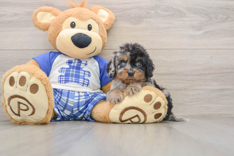 Smart Cavapoo Poodle Mix Pup