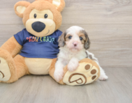 7 week old Cavapoo Puppy For Sale - Premier Pups