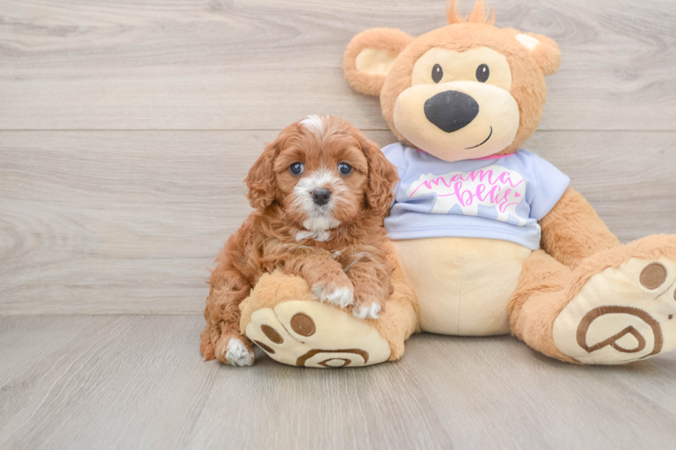 Sweet Cavapoo Baby