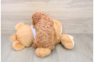 Little Cavipoo Poodle Mix Puppy