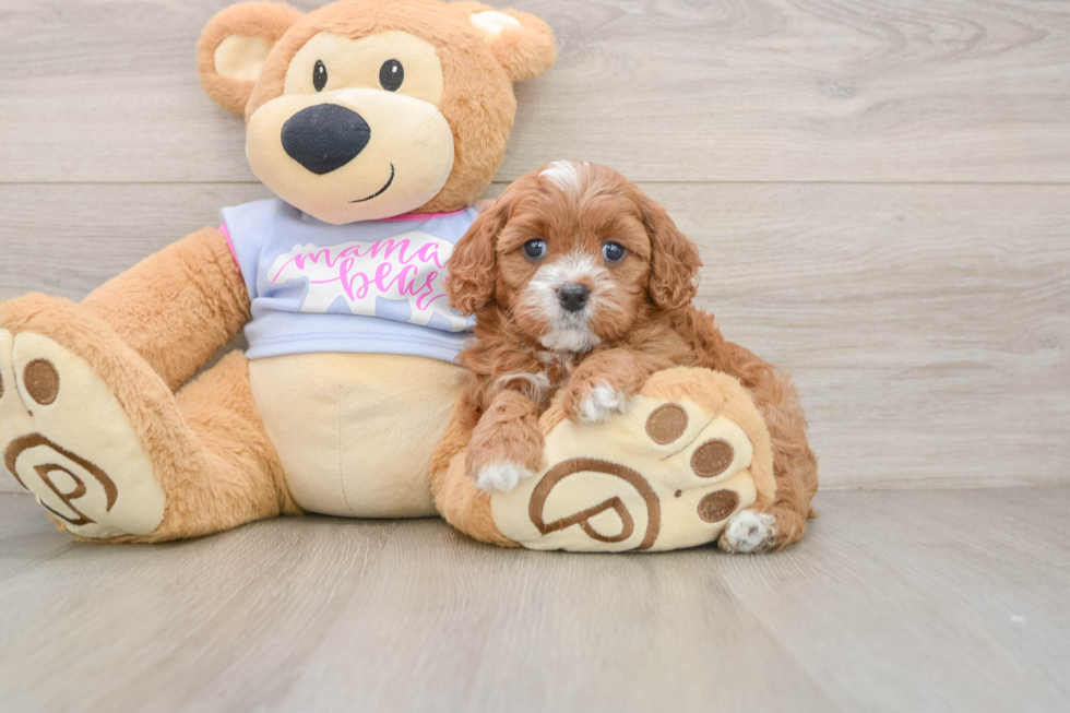 Fluffy Cavapoo Poodle Mix Pup