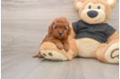 Cavapoo Pup Being Cute