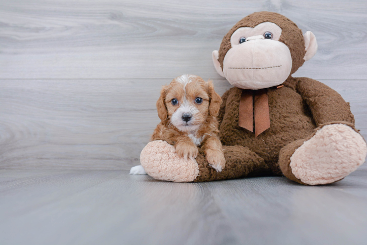 Cavapoo Puppy for Adoption