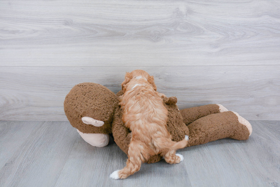 Smart Cavapoo Poodle Mix Pup