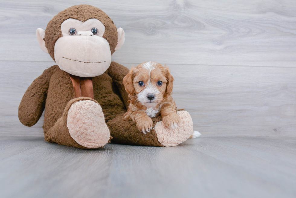 Smart Cavapoo Poodle Mix Pup