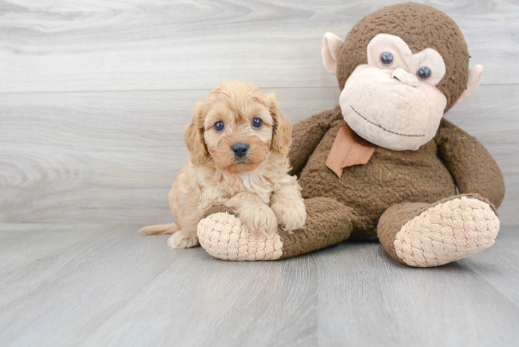 Smart Cavapoo Poodle Mix Pup