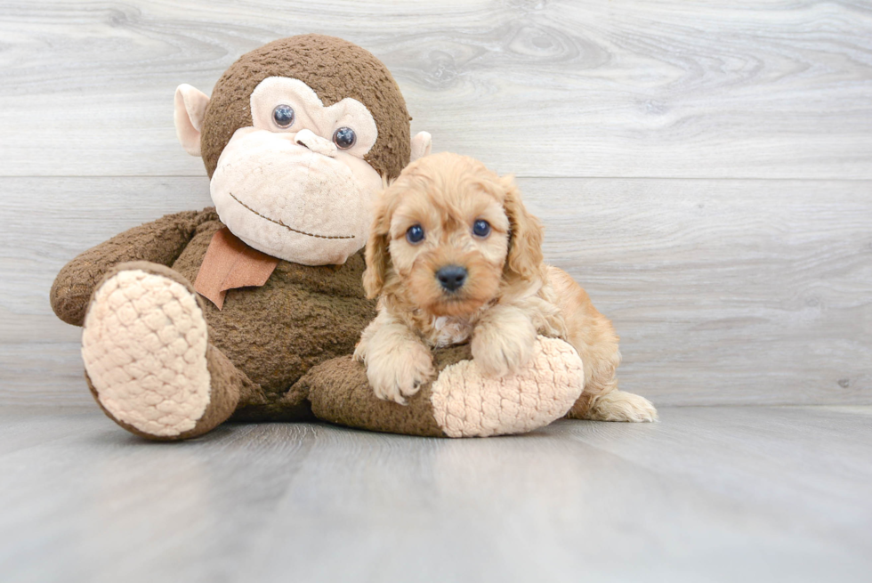 Cavapoo Puppy for Adoption