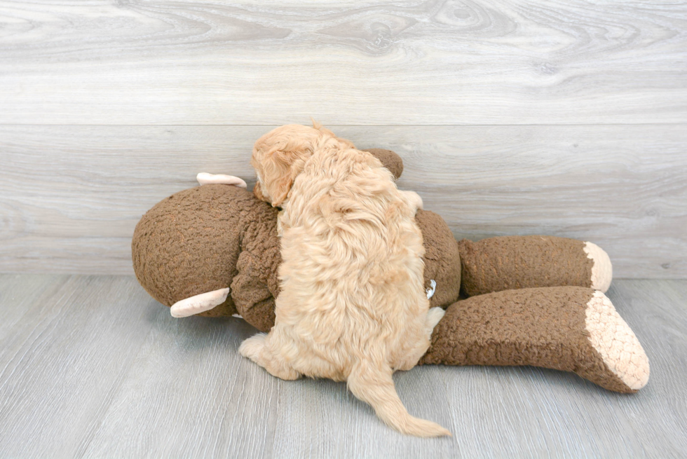 Little Cavoodle Poodle Mix Puppy