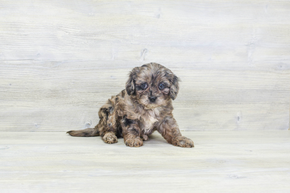 Friendly Cavapoo Baby