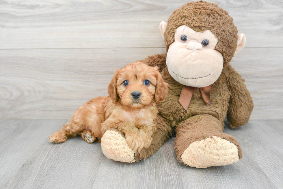 Cavapoo Pup Being Cute