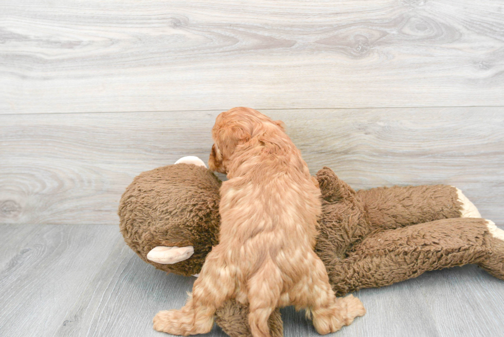 Cavapoo Pup Being Cute