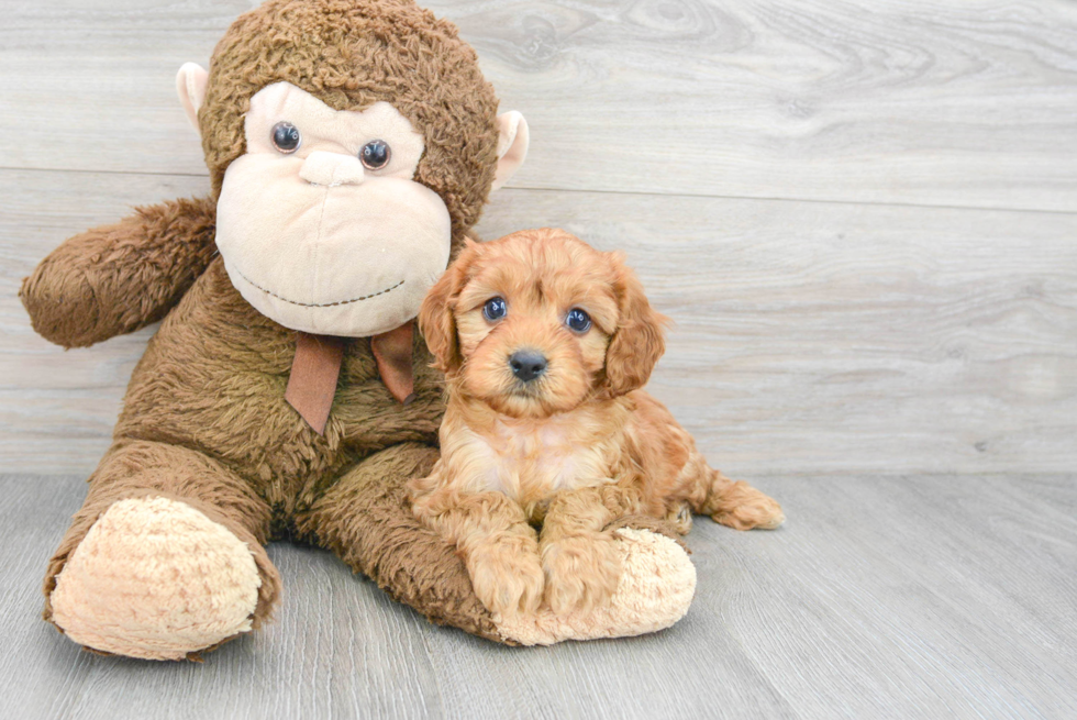 Best Cavapoo Baby