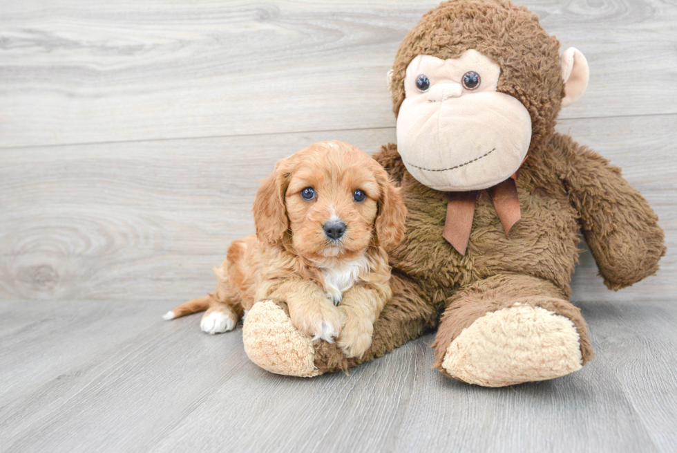 Small Cavapoo Baby