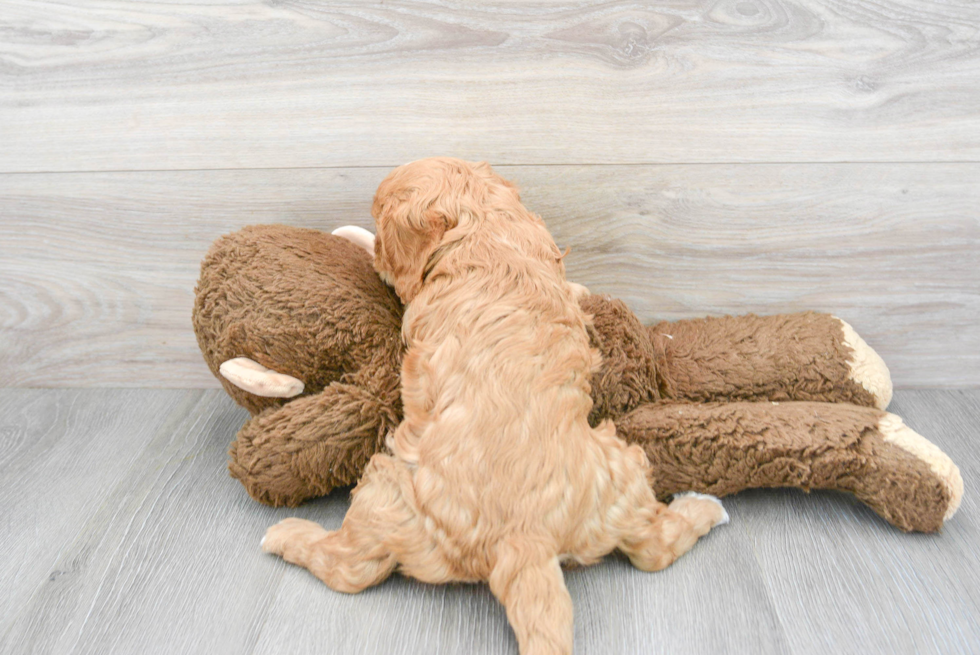 Cavapoo Pup Being Cute