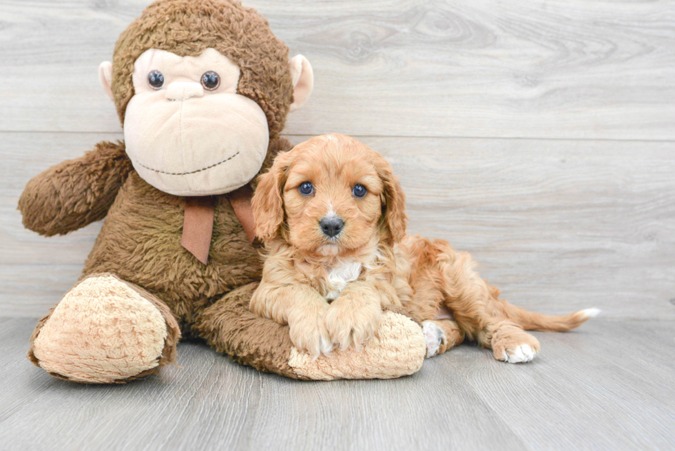 Funny Cavapoo Poodle Mix Pup