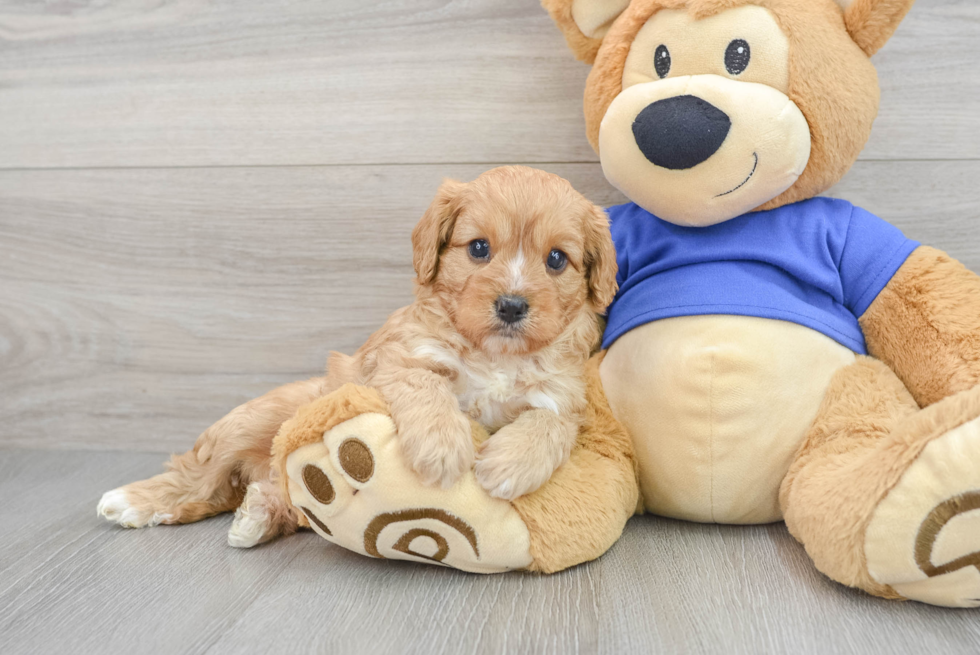 Fluffy Cavapoo Poodle Mix Pup