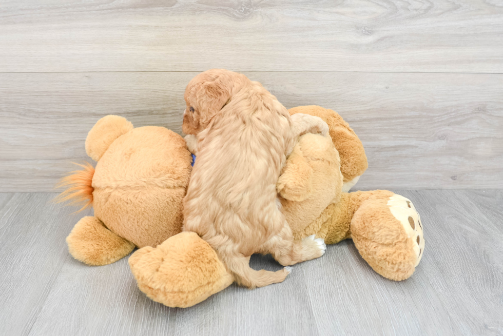 Happy Cavapoo Baby