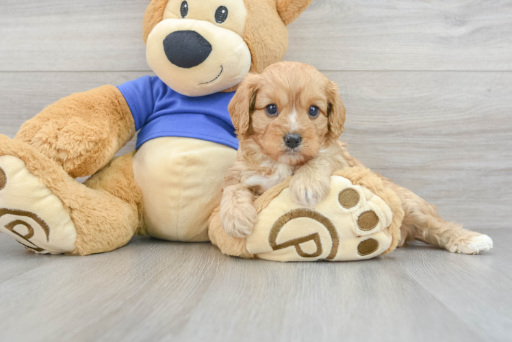 Best Cavapoo Baby