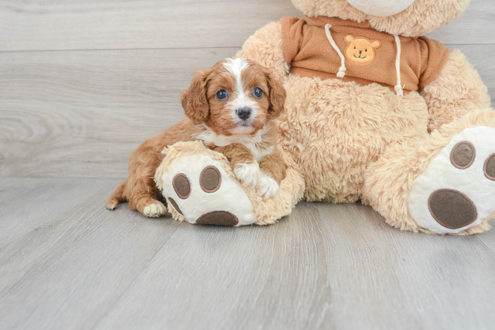 Cute Cavapoo Baby