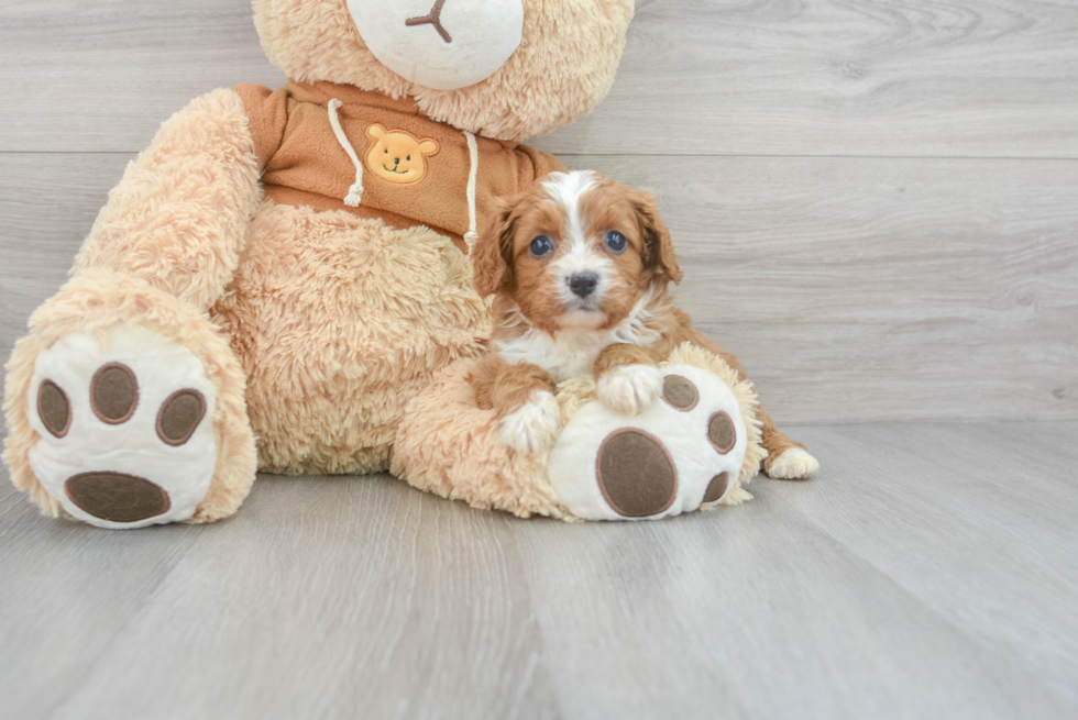 Cavapoo Puppy for Adoption