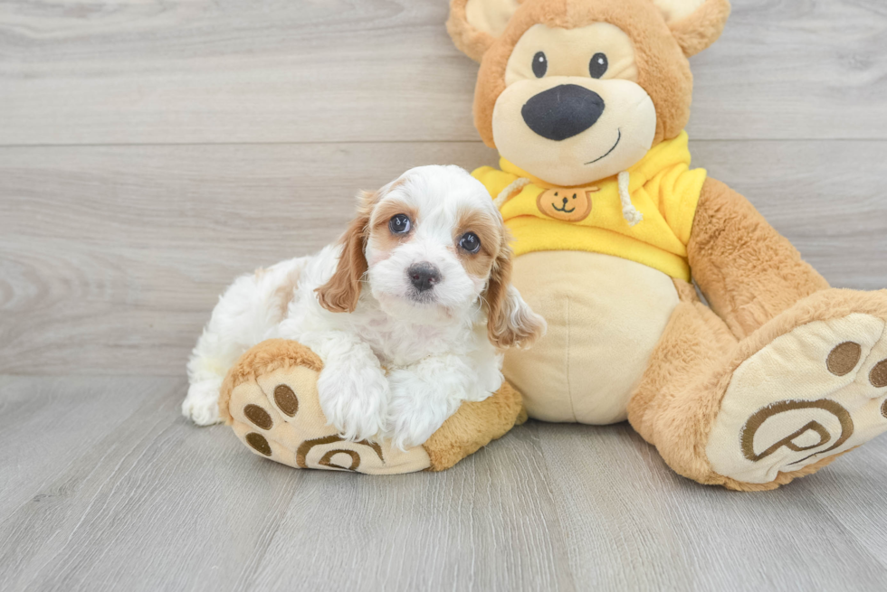 Cavapoo Pup Being Cute