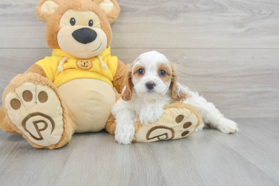 Cavapoo Pup Being Cute