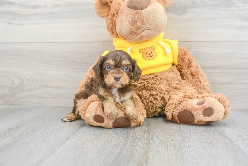 Cavapoo Puppy for Adoption