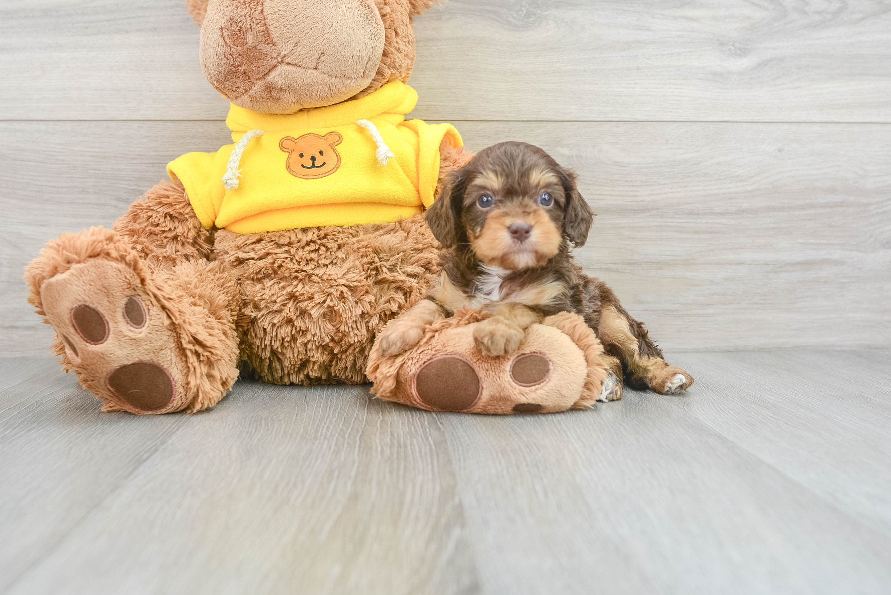 Cavapoo Puppy for Adoption