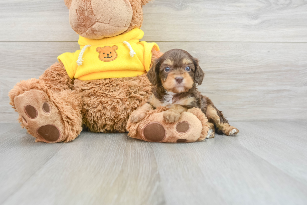 Cavapoo Puppy for Adoption