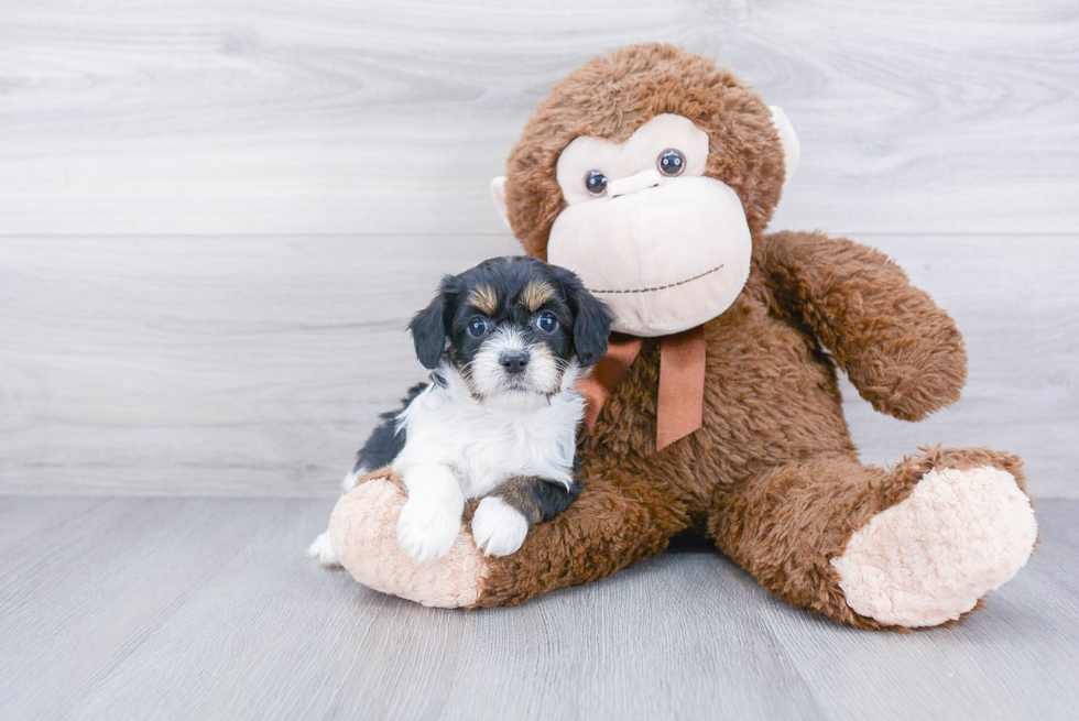 Cavapoo Puppy for Adoption