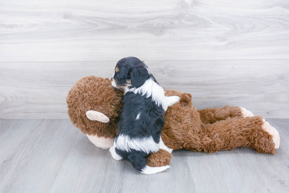 Cavapoo Pup Being Cute