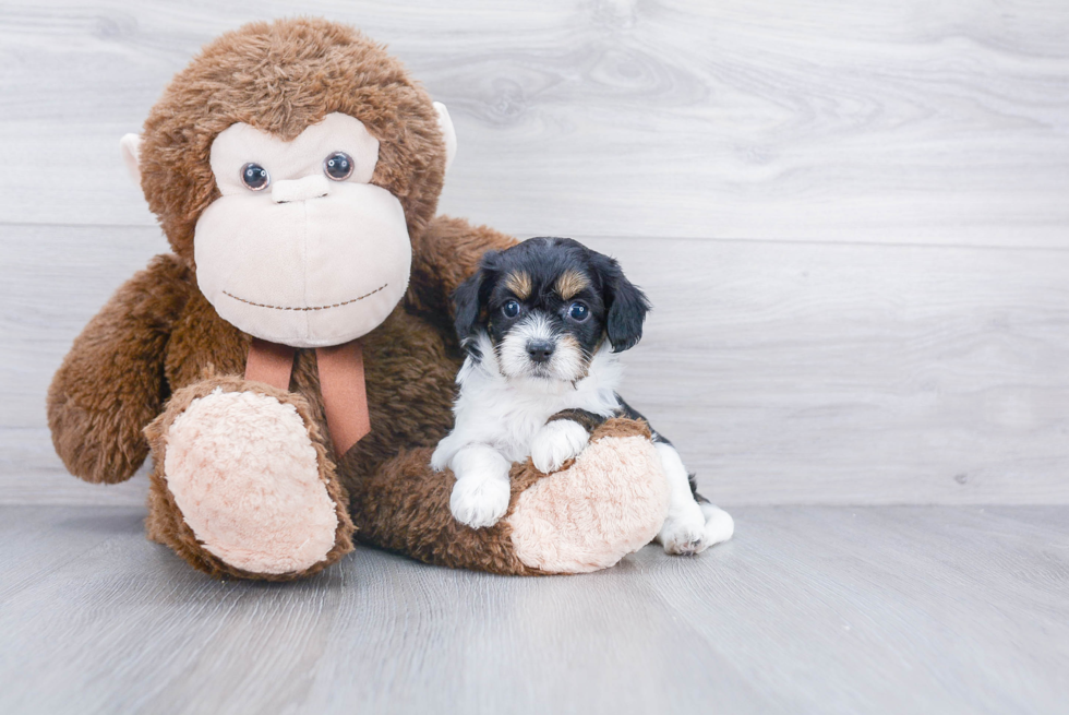 Cavapoo Pup Being Cute