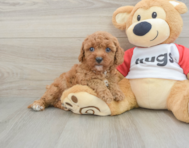 7 week old Cavapoo Puppy For Sale - Premier Pups