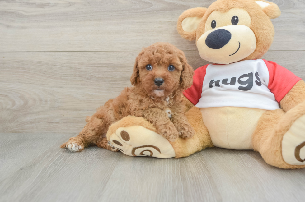 6 week old Cavapoo Puppy For Sale - Premier Pups