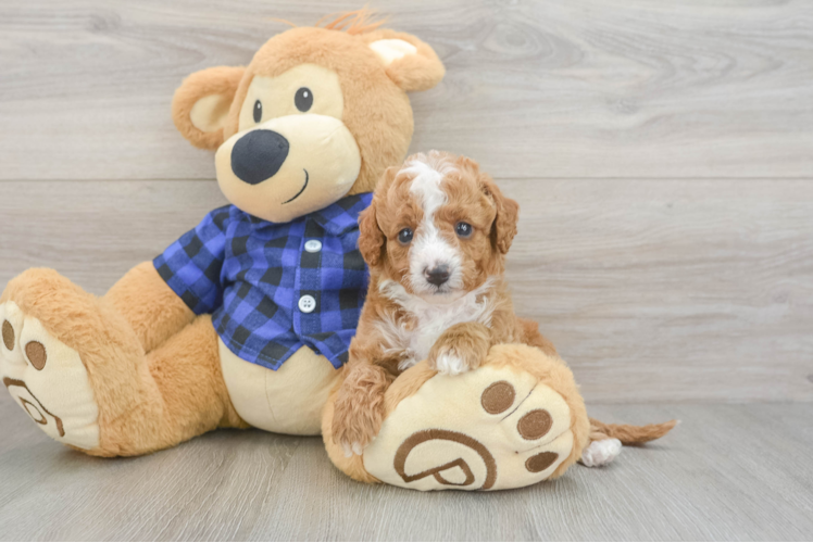 Cavapoo Pup Being Cute