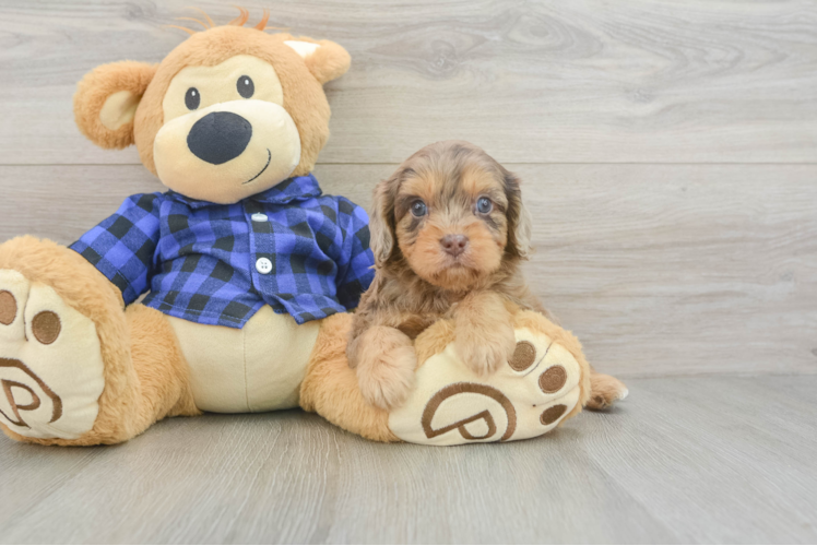 Cavapoo Puppy for Adoption