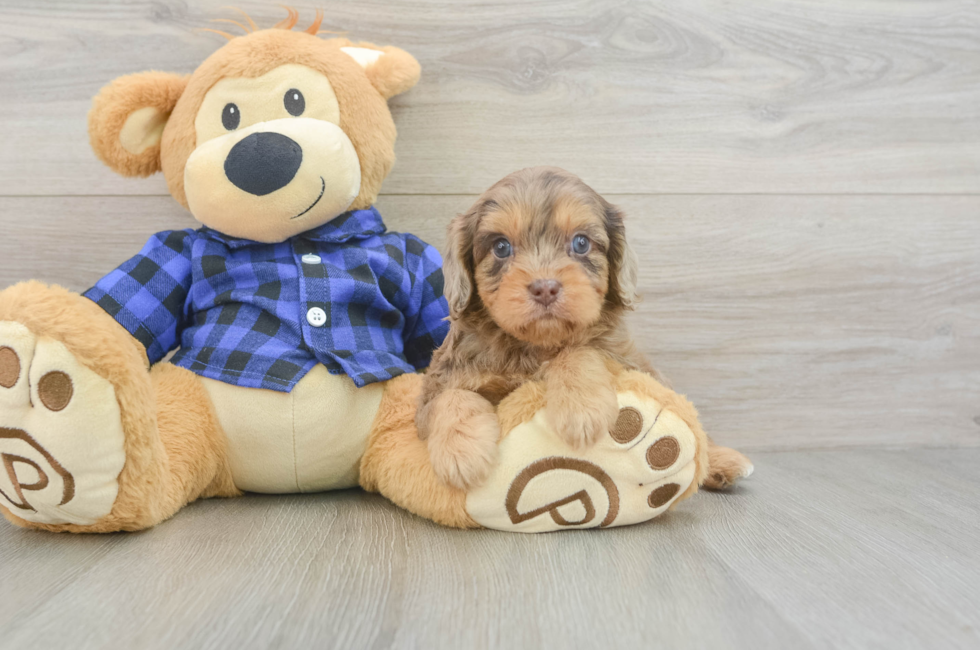 5 week old Cavapoo Puppy For Sale - Premier Pups