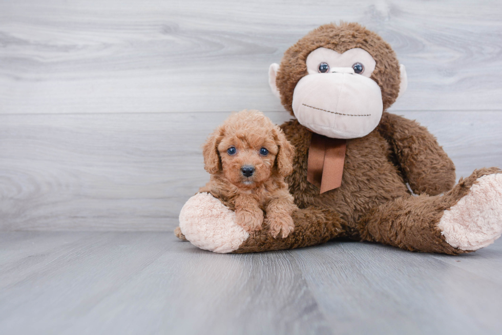 Happy Cavapoo Baby